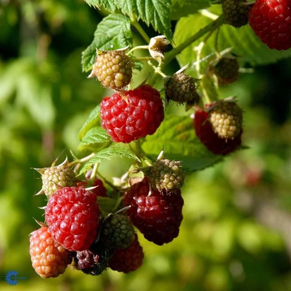 Hindbær `Autumn Bliss` 3 Hindbær `Autumn Bliss`