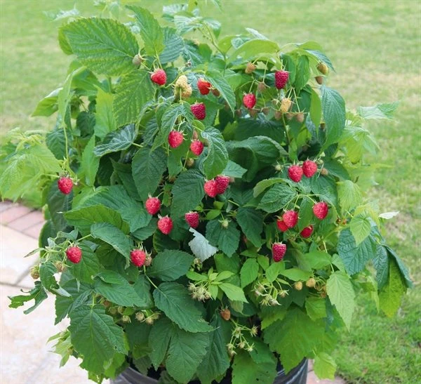 Hindbær `Patio Red` 3 Hindbær `Patio Red`