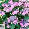 Havehortensia 'Blueberry Chesecake' PW -Smuk Haven Salgsbutik hyd.20blueberry