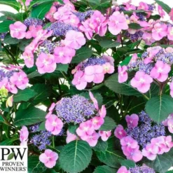 Havehortensia 'Blueberry Chesecake' PW