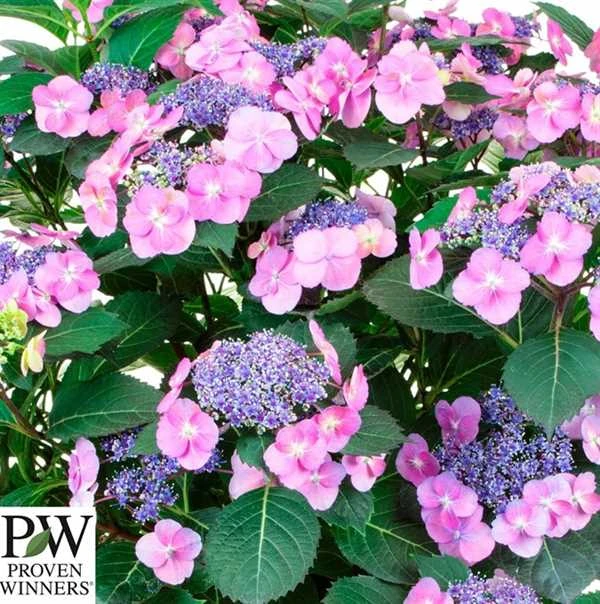 Havehortensia 'Blueberry Chesecake' PW 3 Havehortensia 'Blueberry Chesecake' PW
