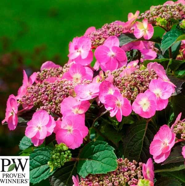 Havehortensia 'Cotton Candy` PW 3 Havehortensia 'Cotton Candy` PW