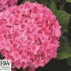 Havehortensia 'Sweet Cupcake`PW 1 Havehortensia 'Sweet Cupcake`PW -Smuk Haven Salgsbutik hyd20Sweet20cupcake