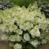 Syrenhortensia 'BOBO' 1 Syrenhortensia 'BOBO' -Smuk Haven Salgsbutik hyd20bobo