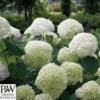 Træagtig Hortensia - 'STRONG ANNABELLE'® PW