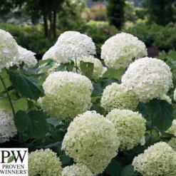 Træagtig Hortensia - 'STRONG ANNABELLE'® PW