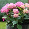 Havehortensia - 'BOUQUET ROSE' -Smuk Haven Salgsbutik hydrangea mac bouquet rose