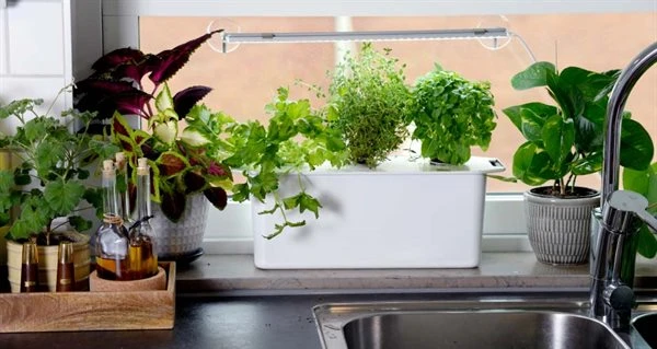 Hydroponisk Dyrkning 3 Hydroponisk Dyrkning