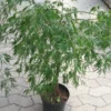 Japansk Ahorn (Dissectum Viride) -Smuk Haven Salgsbutik japansk20ahorn