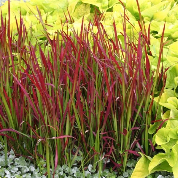 Japansk Blodgræs `Red Baron` 3 Japansk Blodgræs `Red Baron`