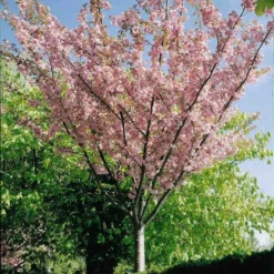Japansk Kirsebærtræ `Kanzan`