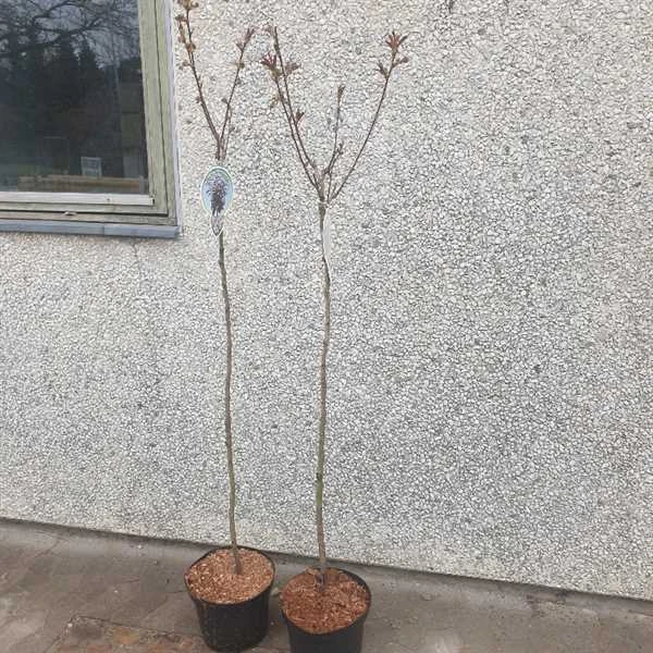 Rødbladet Japansk Kirsebær 3 Rødbladet Japansk Kirsebær