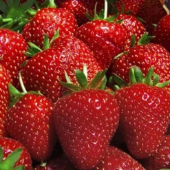 Jordbærplante `Florence` 6 Stk.