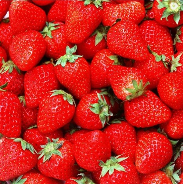 Jordbærplante `Polka` 6 Stk. 3 Jordbærplante `Polka` 6 Stk.