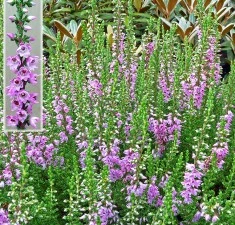 Efterårslyng 'Jysk Naturform'