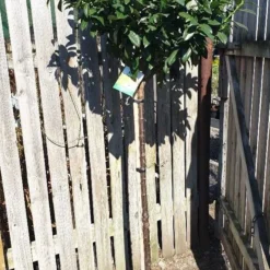 Opstammet Kirsebærlauverbær