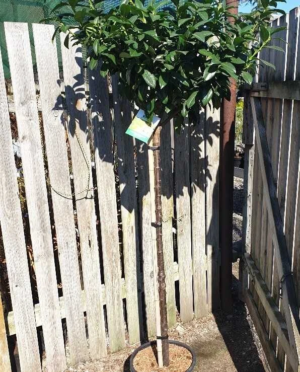 Opstammet Kirsebærlauverbær 3 Opstammet Kirsebærlauverbær