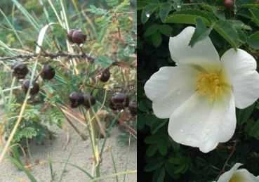 Klitrose Pimpinellifolia I Potte 3 Klitrose Pimpinellifolia I Potte