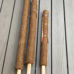 Kokosstok Til Stueplanter