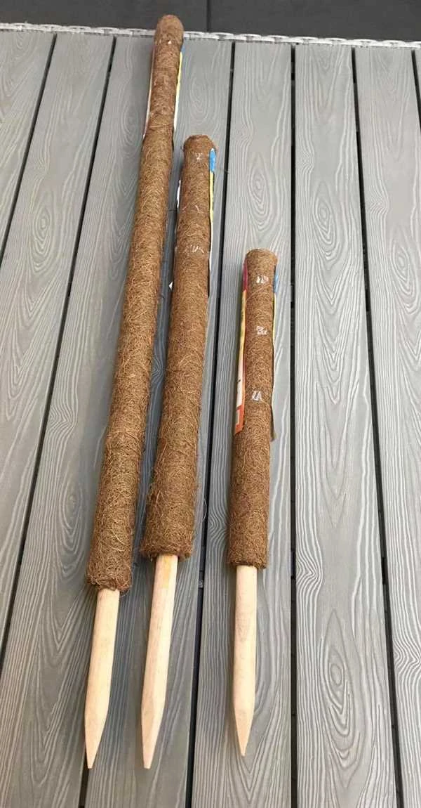 Kokosstok Til Stueplanter 3 Kokosstok Til Stueplanter