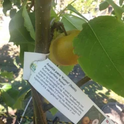 Asiatisk Pære 'Kumoi'