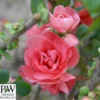 Japankvæde - Chaenomeles 'Pink Storm'(R) PW -Smuk Haven Salgsbutik kvaede20pink