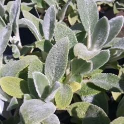 Lammeøre "Silver Carpet"