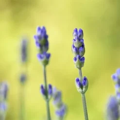 XL Lavendel `Hidcote Blue`