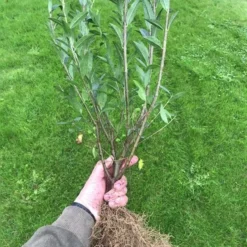 Ligusterhæk 'Liga' 80-120 Cm, 4-6 Grene