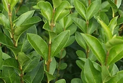 Storbladet Ligusterhæk `Ligustrum Ovalifolium`
