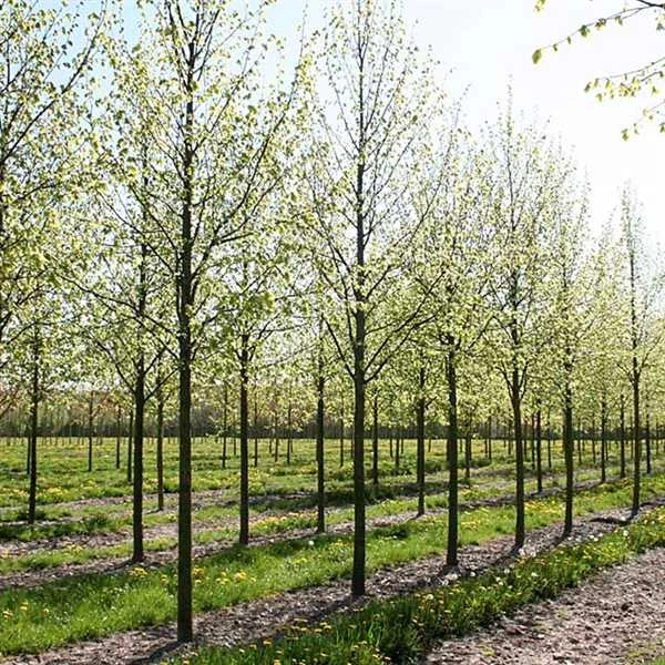 Kejserlind - Tilia V. Pallida SHOK 12-14 3 Kejserlind - Tilia V. Pallida SHOK 12-14