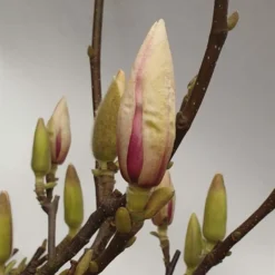 MAGNOLIA SOULANGIANA 5 L Potte
