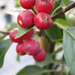 Paradisæbletræ 'Brændkjær'