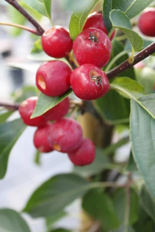Paradisæbletræ 'Brændkjær' 3 Paradisæbletræ 'Brændkjær'
