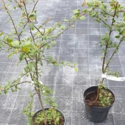 Skovæble - Malus Sylvestris