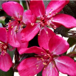 Rødbladet Paradisæbletræ 'Freja' 3 Rødbladet Paradisæbletræ 'Freja'