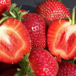 Jordbærplante `Malwina` 6 Stk.