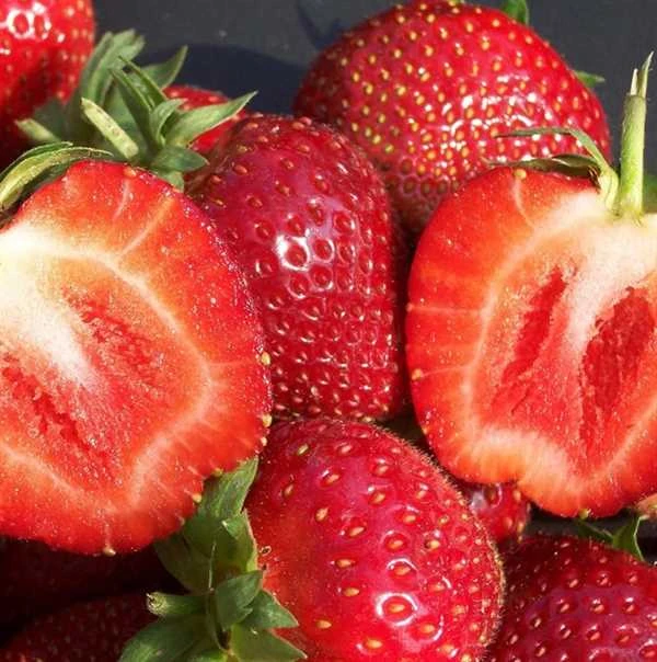 Jordbærplante `Malwina` 6 Stk. 3 Jordbærplante `Malwina` 6 Stk.