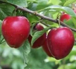 Søjlemirabel 'Ruby'