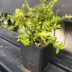 Myrte - Gedeblad `Maigrun`