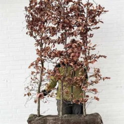 1 M Nemhæk Bøg 150cm