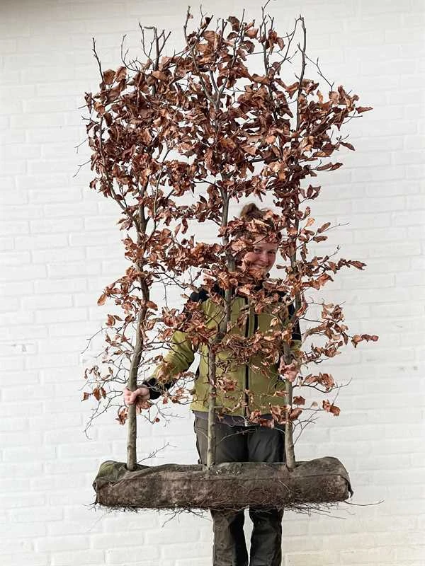 1 M Nemhæk Bøg 150cm 3 1 M Nemhæk Bøg 150cm