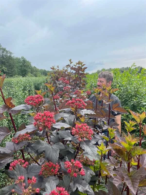 1 M Nemhæk Blærespiraea 180cm 3 1 M Nemhæk Blærespiraea 180cm