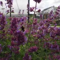 Blåkant/Katteurt 'Walker's Low' 