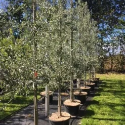 Nordens Oliven `Pendula` Bundpodet