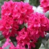 Rhododendron NOVA ZEMBLA -Smuk Haven Salgsbutik nova
