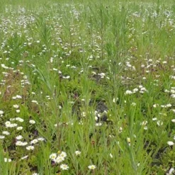 Ny Nordisk Blanding 1 Kg