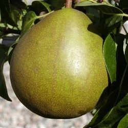 Pære 'Clara Frijs' 3 Pære 'Clara Frijs'