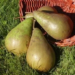 Pære 'Conference' 3 Pære 'Conference'