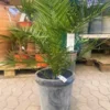 Phønixpalme -Smuk Haven Salgsbutik palme20phonix